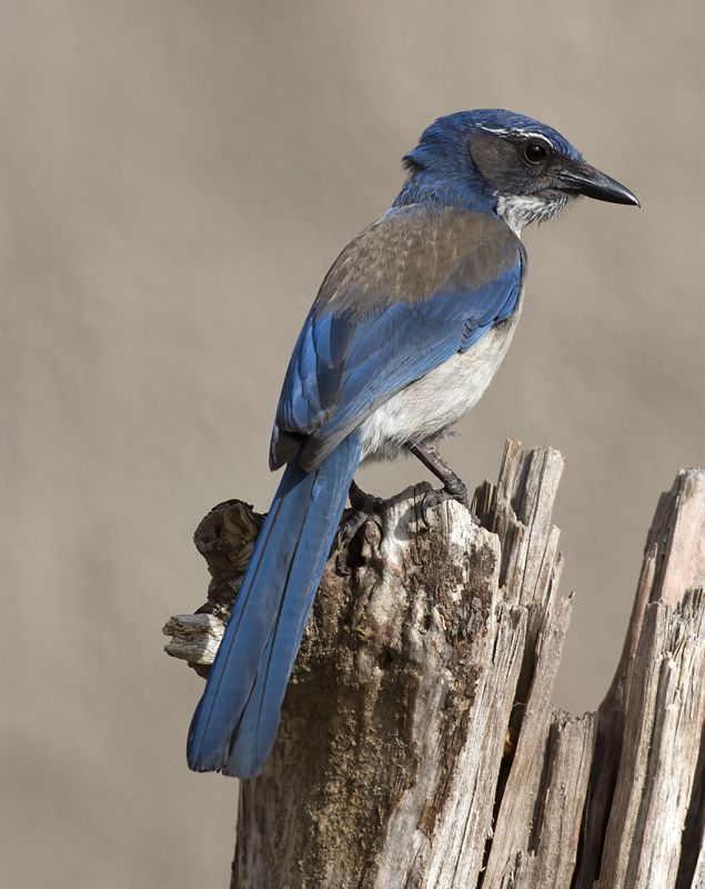 California_Scrub_Jay_15_CA_027