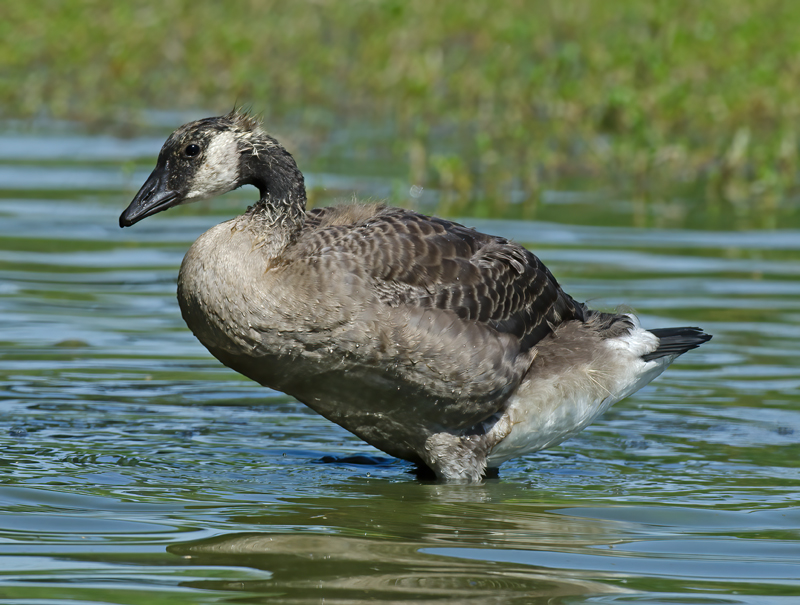 Canadian_Goose_12_CA_046