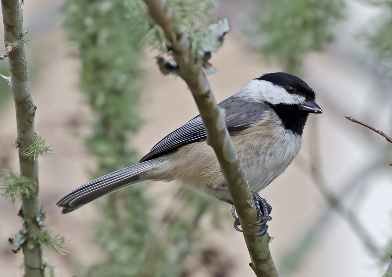Carolina_Chickadee_12_FL_002