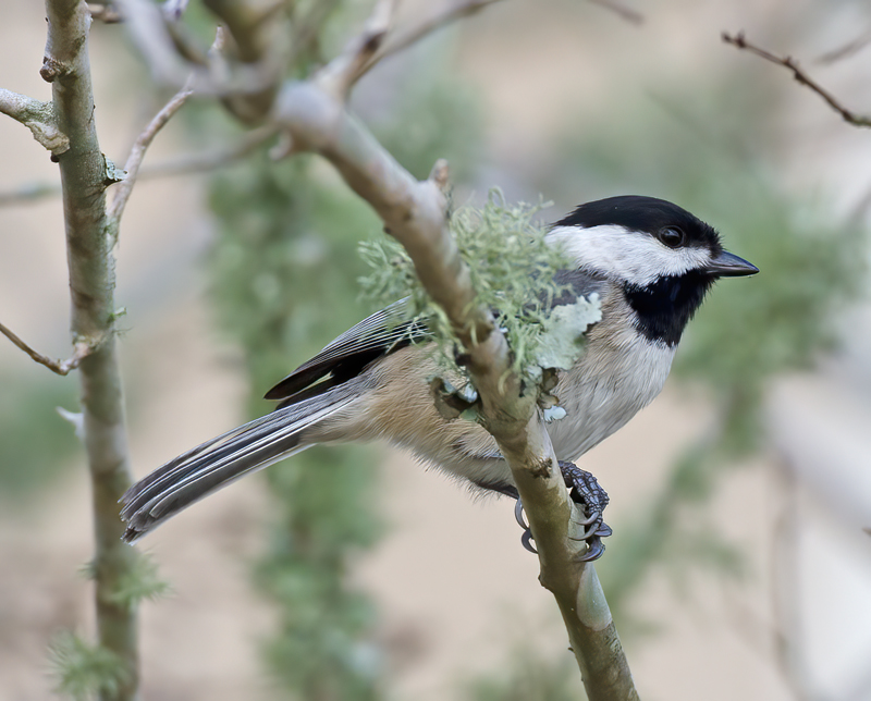 Carolina_Chickadee_12_FL_007