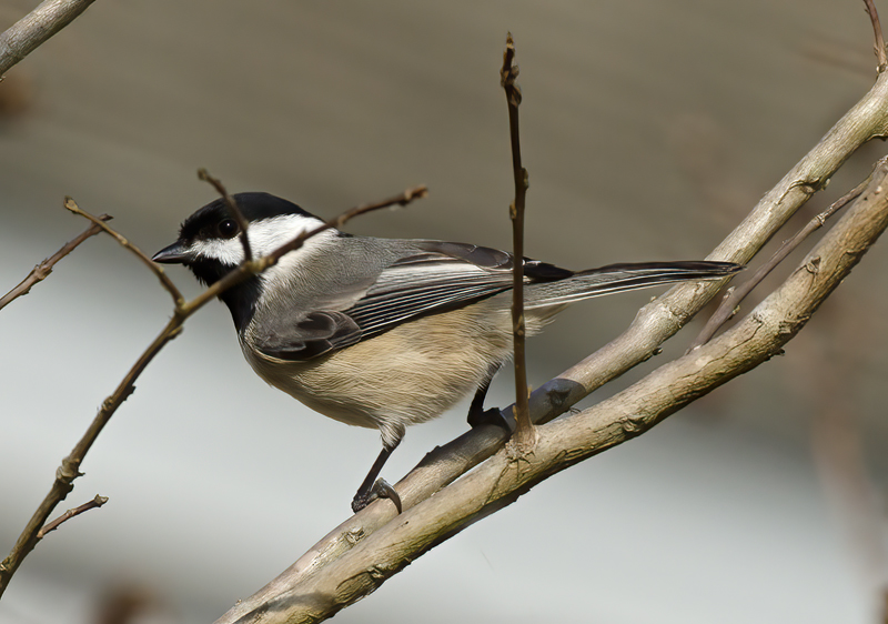 Carolina_Chickadee_12_FL_016
