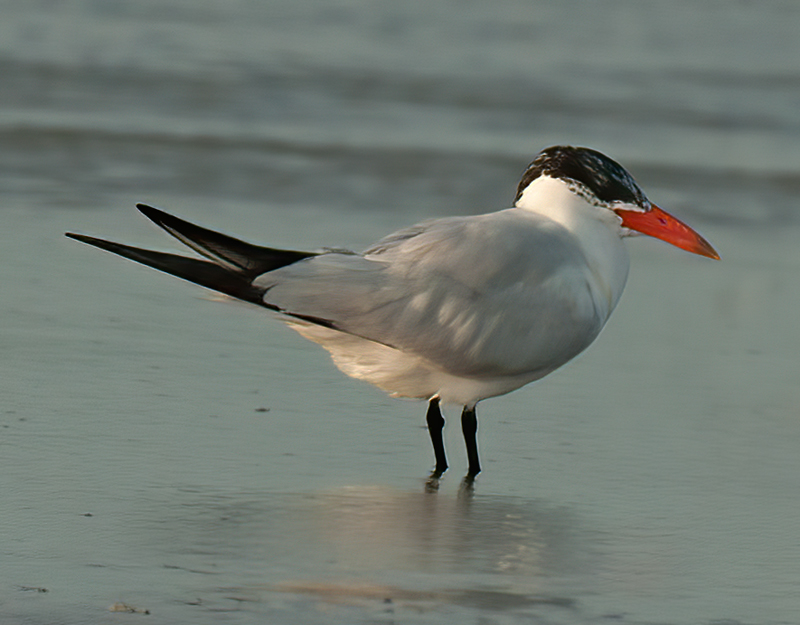Caspian_Tern_10_FL_008