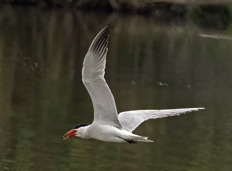Caspian_Tern_23_CA_C_003