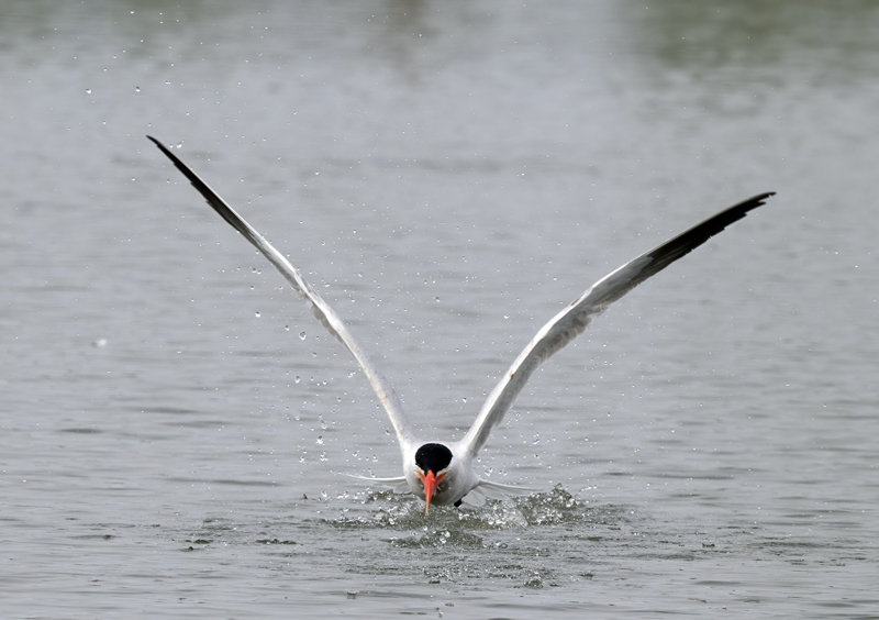 Caspian_Tern_23_CA_C_014
