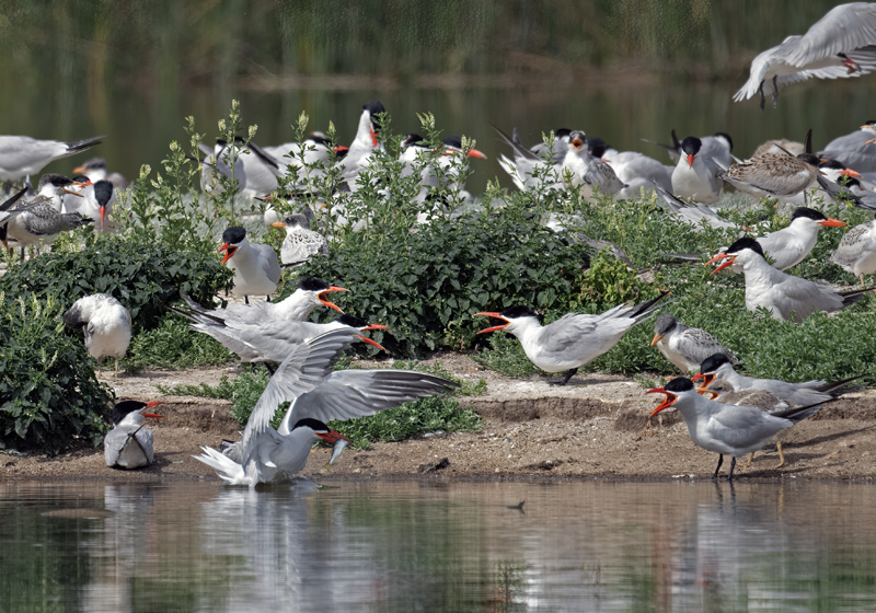 Caspian_Tern_23_CA_L_510