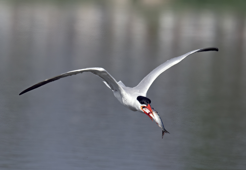 Caspian_Tern_23_CA_L_511