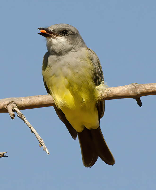 Cassins_Kingbird_11_CA_024