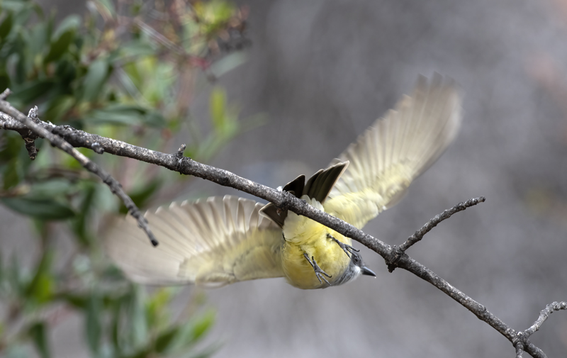 Cassins_Kingbird_19_CA_009