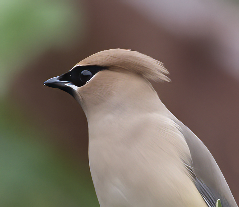 Cedar_Waxwing_19_CA_050