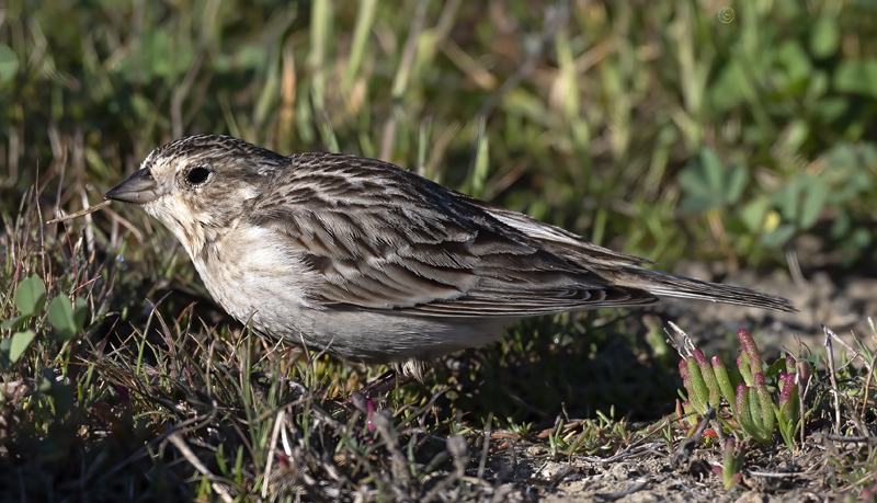 Chestnut-collared_Longspur_21_CA_017