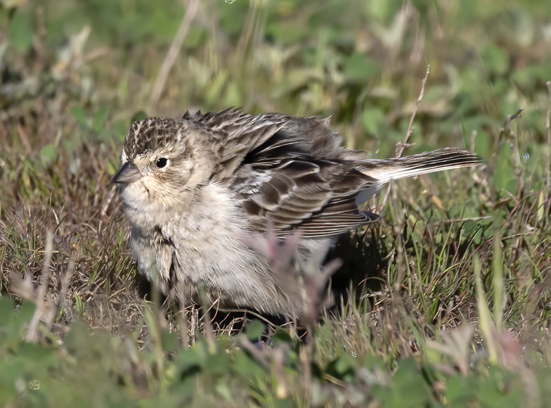 Chestnut-collared_Longspur_21_CA_034