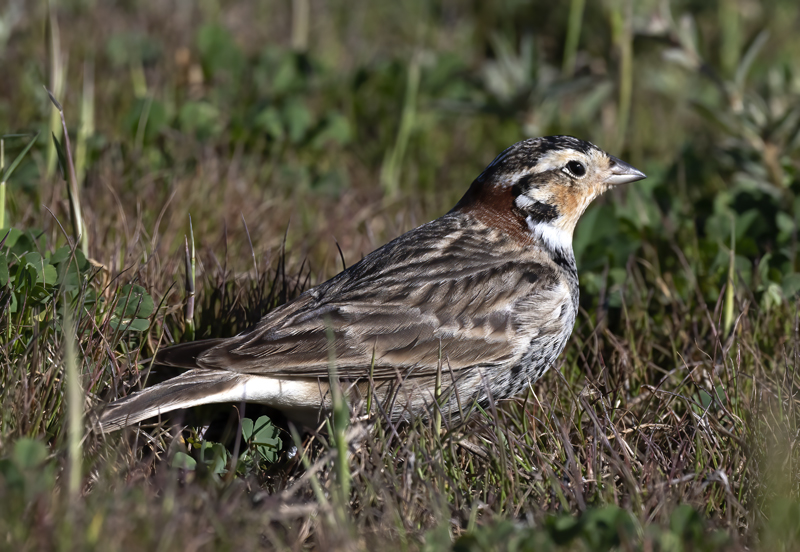 Chestnut-collared_Longspur_21_CA_096