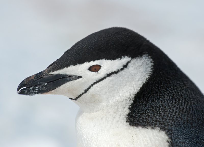 Chinstrap_Penguin_07_Antarctica_033