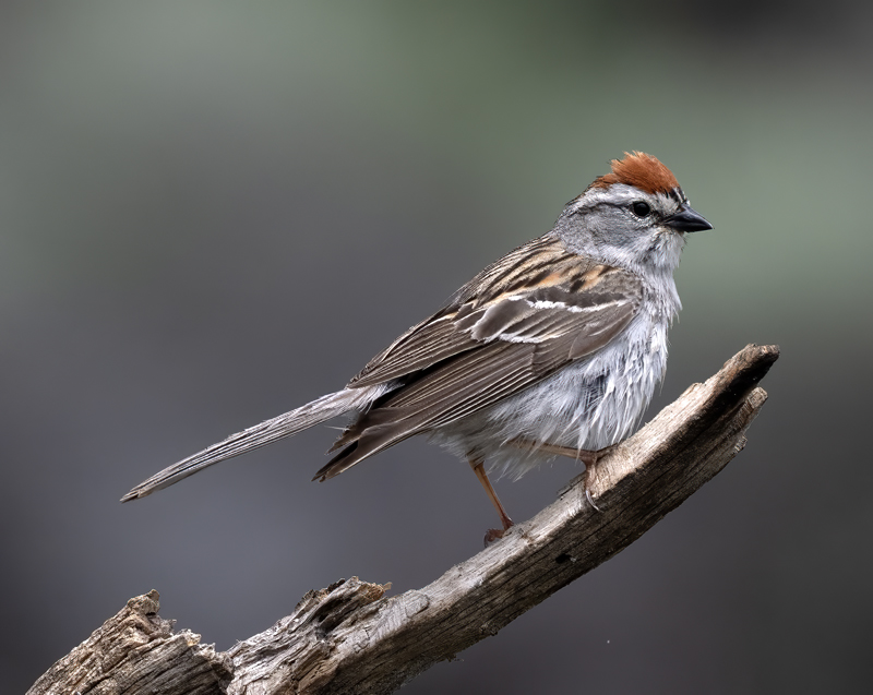 Chipping_Sparrow_23_OR_L_500