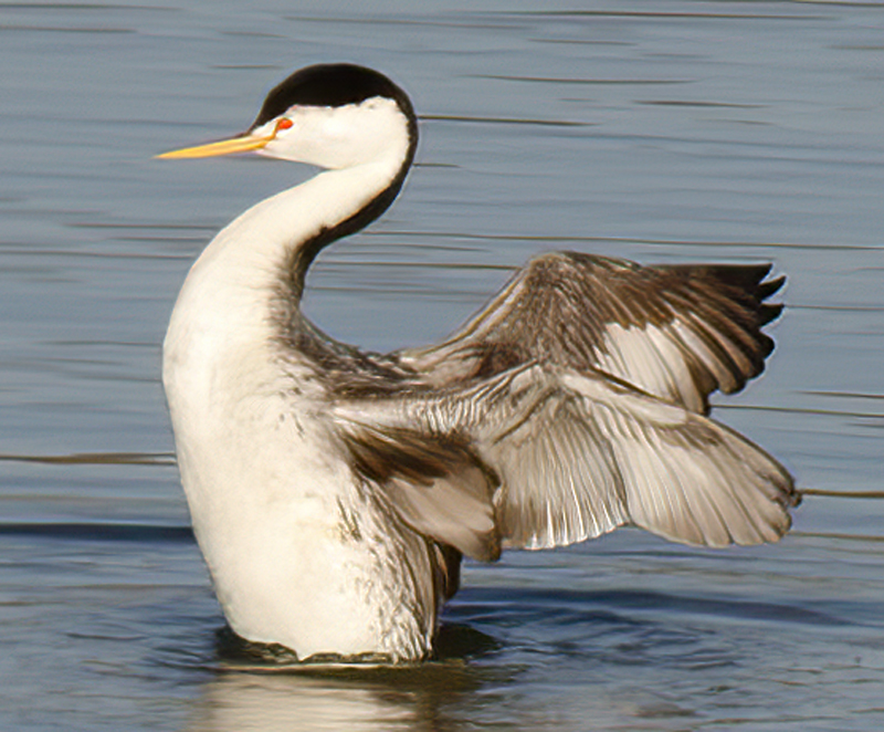 Clarks_Grebe_12_CA_002