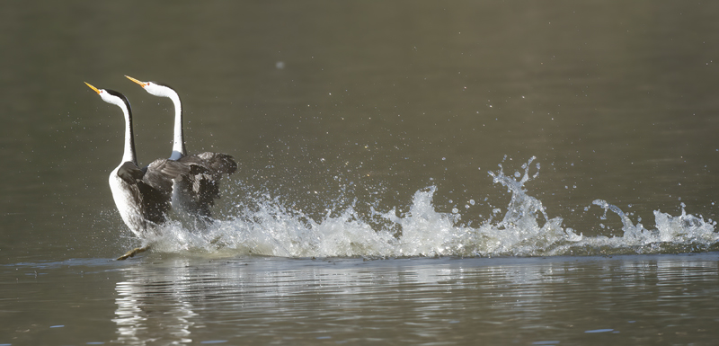 Clarks_Grebe_21_CA_010