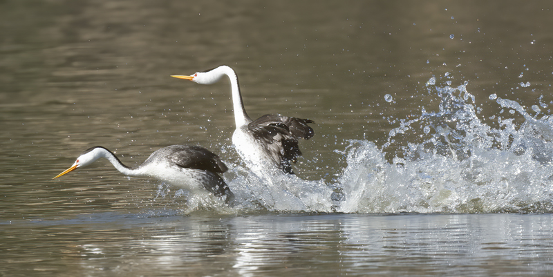 Clarks_Grebe_21_CA_014