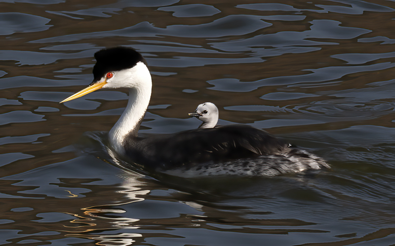 Clarks_Grebe_21_CA_224