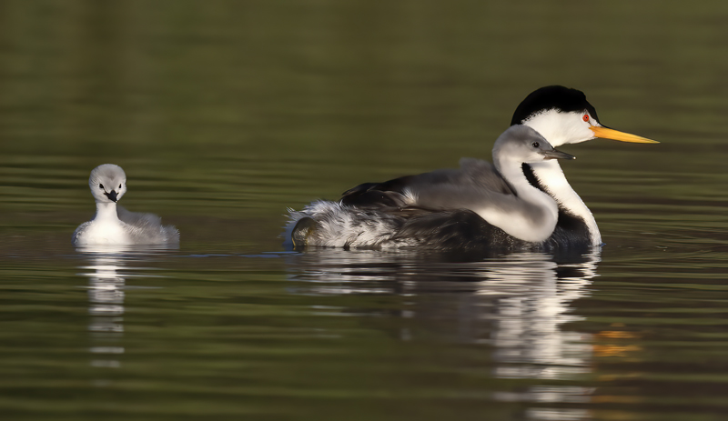 Clarks_Grebe_21_CA_320