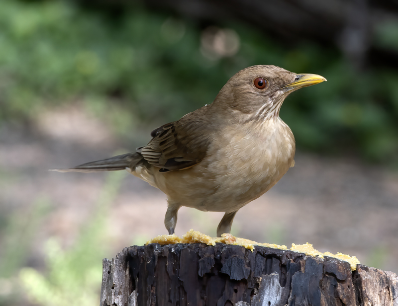 Clay-colored_Thrush_19_TX_002