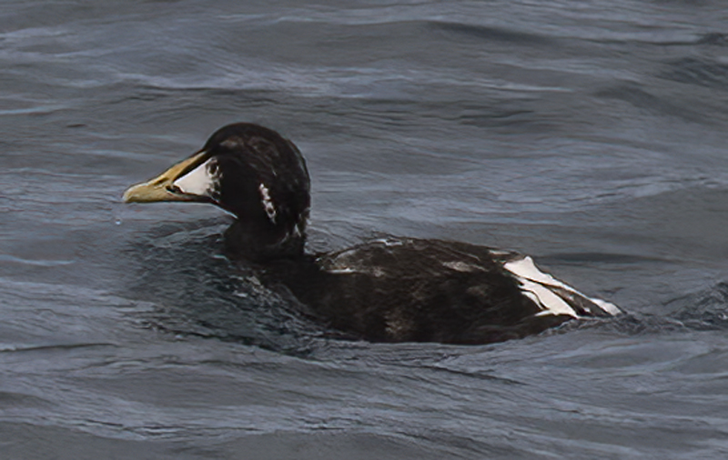 Common_Eider_22_Iceland_002