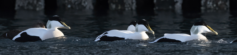Common_Eider_23_Norway_064