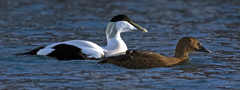 Common_Eider_23_Norway_076