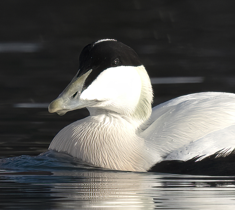 Common_Eider_23_Norway_081