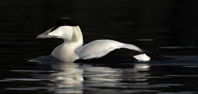 Common_Eider_23_Norway_085
