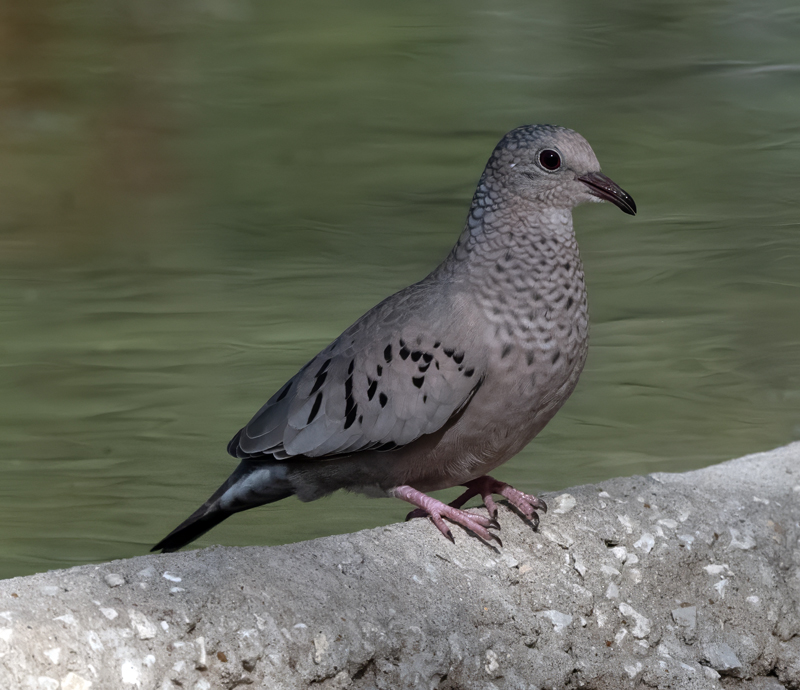 Common_Ground-dove_22_TX_009
