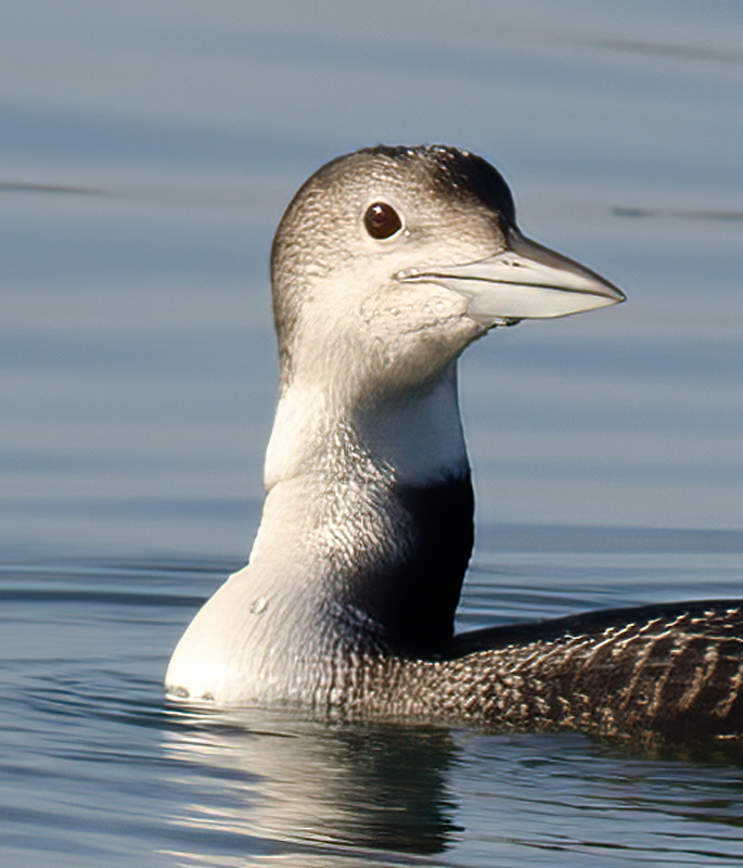 Common_Loon_14_CA_012