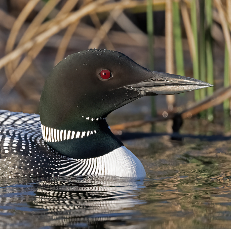 Common_Loon_23_Canada_C_024
