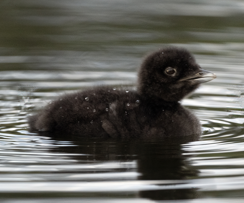Common_Loon_23_Canada_C_189