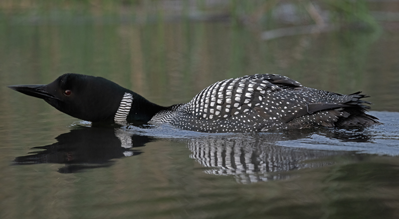 Common_Loon_23_Canada_C_191