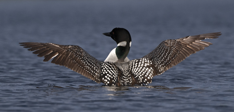 Common_Loon_23_Canada_C_211