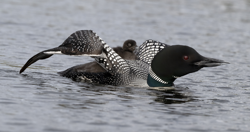 Common_Loon_23_Canada_C_313