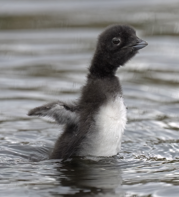 Common_Loon_23_Canada_L_659