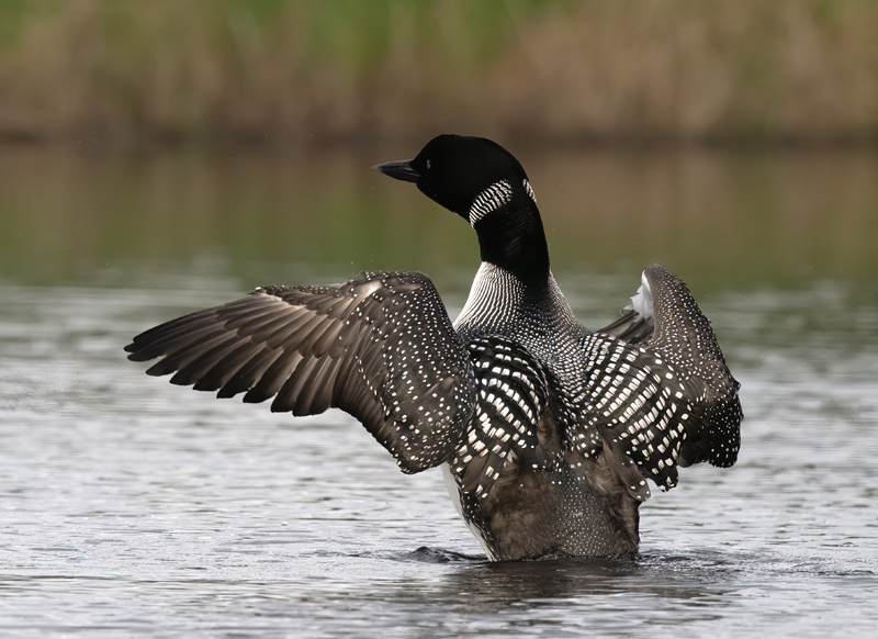 Common_Loon_23_Canada_L_689
