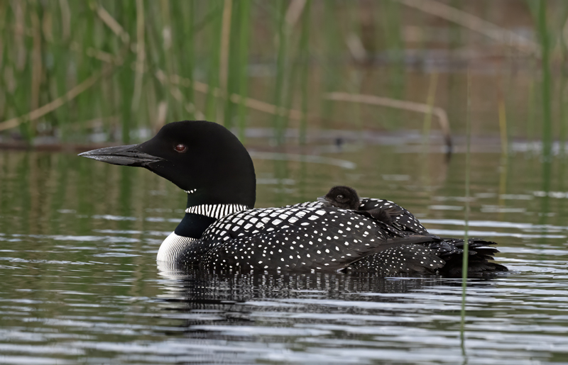 Common_Loon_23_Canada_L_778