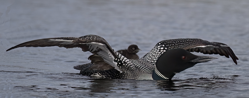 Common_Loon_23_Canada_L_830