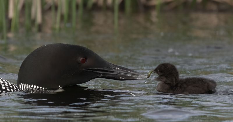 Common_Loon_23_Canada_L_845