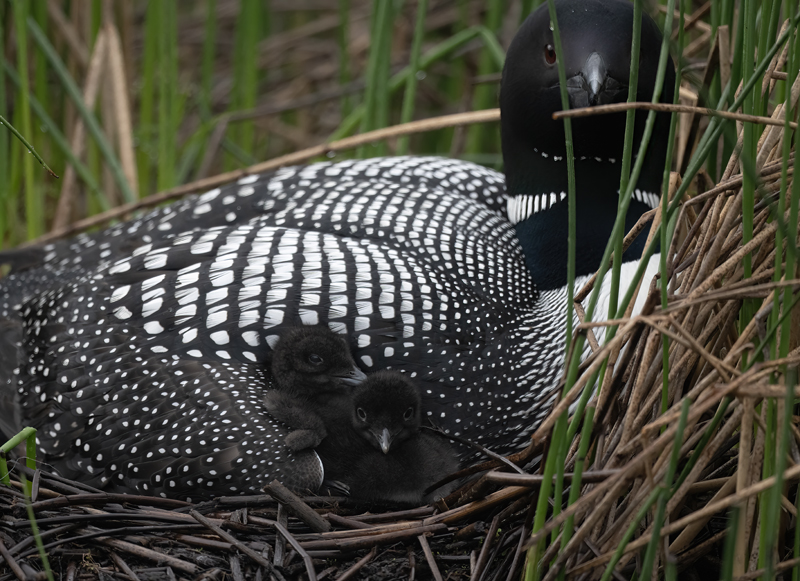 Common_Loon_23_Canada_L_962