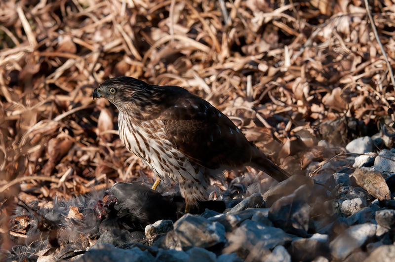 Coopers_Hawk_11_FL_005