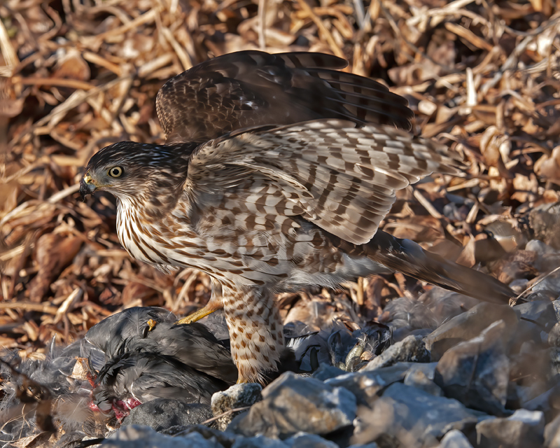 Coopers_Hawk_11_FL_008