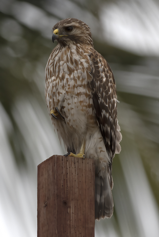 Coopers_Hawk_19_CA_015