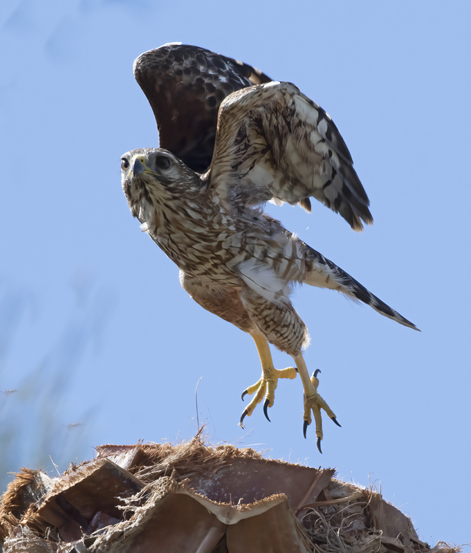 Coopers_Hawk_19_CA_075