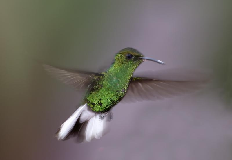 Coppery-headed_Emerald_18_Costa_Rica_001