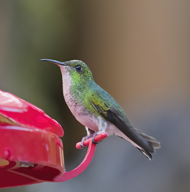 Coppery-headed_Emerald_18_Costa_Rica_002