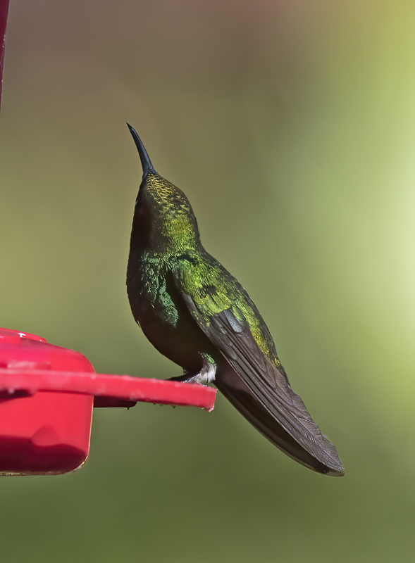 Coppery-headed_Emerald_18_Costa_Rica_011