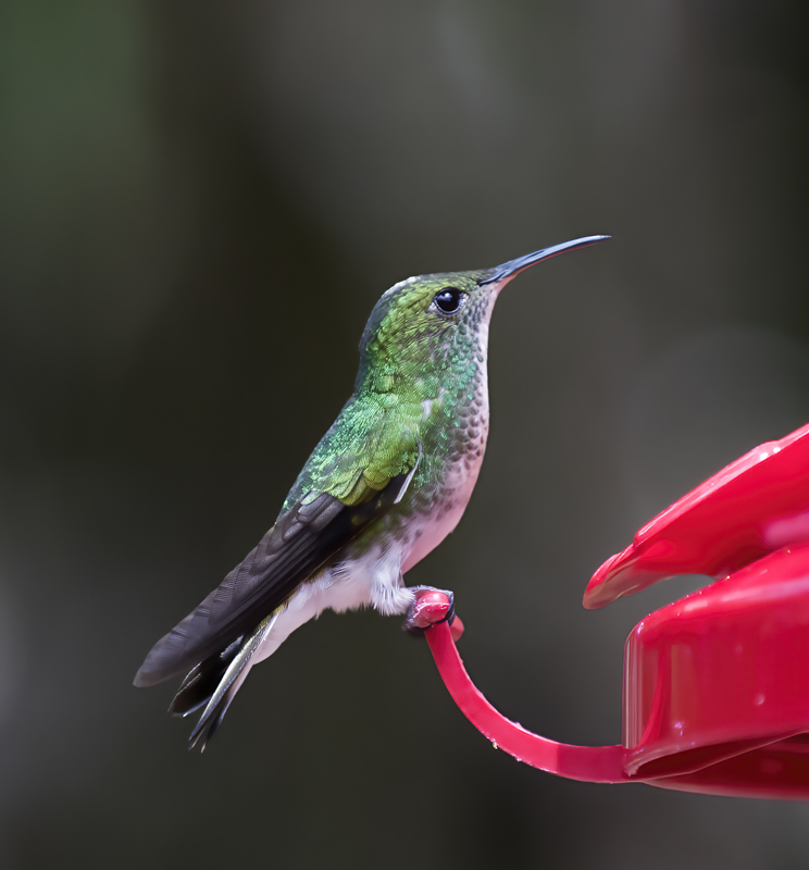 Coppery-headed_Emerald_18_Costa_Rica_028